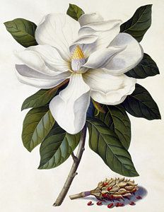 planche bota Magnolia Grandiflora